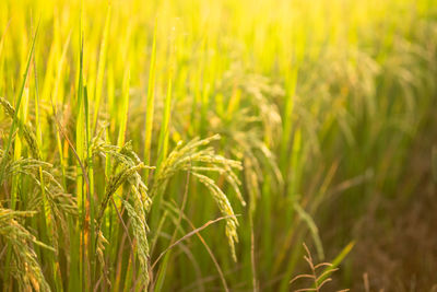 Close-up of wheat field