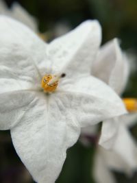 Close-up of insect on white flower