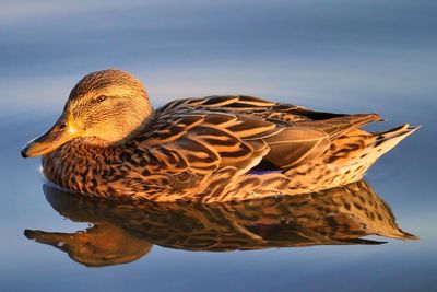 Close-up of a female duck on the water