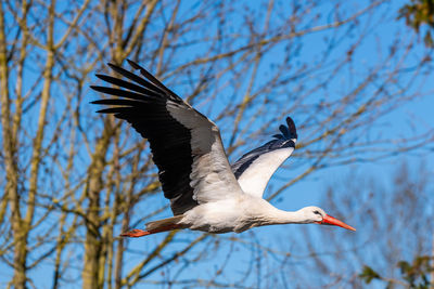 Close-up of bird flying in forest