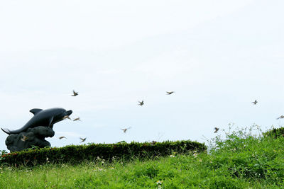 Birds on grassy field