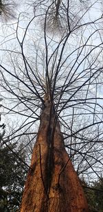 Low angle view of bare tree against sky