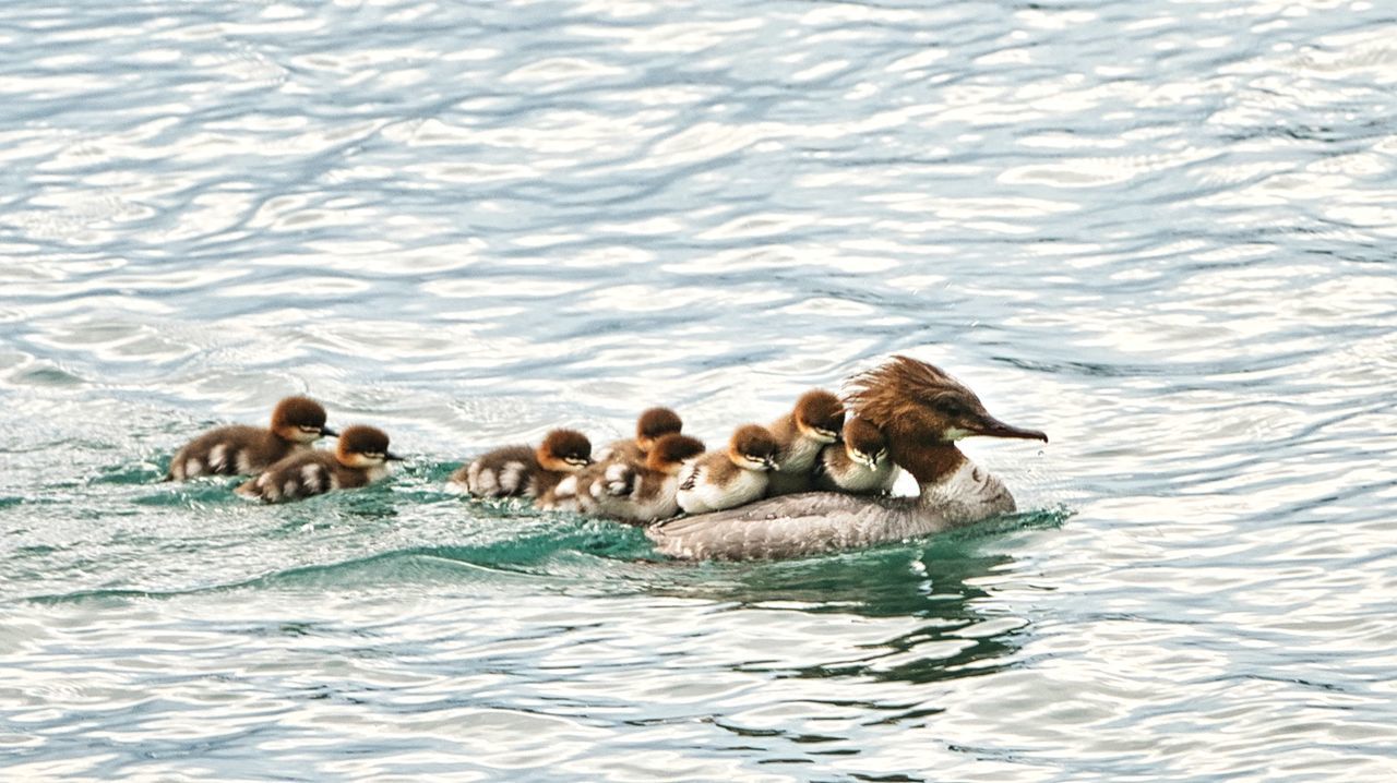 water, animal themes, animal, animal wildlife, animals in the wild, swimming, group of animals, young animal, nature, no people, lake, togetherness, young bird, day, rippled, vertebrate, bird, high angle view, medium group of animals, animal family, floating on water