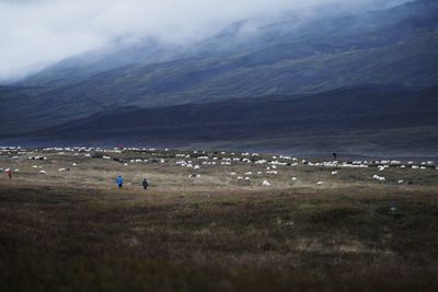 Flock of sheep grazing on field against sky