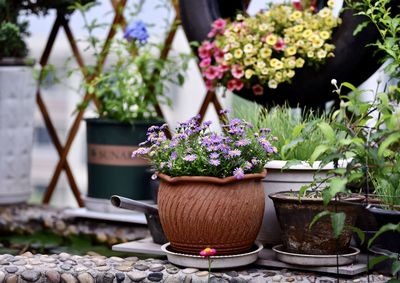 Close-up of potted plants in yard