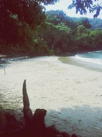 Scenic view of calm sea in forest