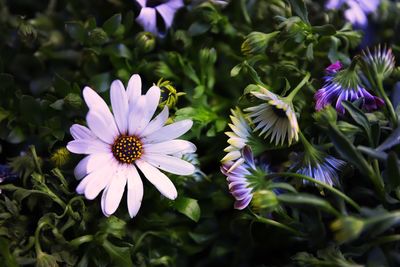 Close-up of purple flowers