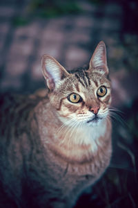 Close-up portrait of cat against blurred background