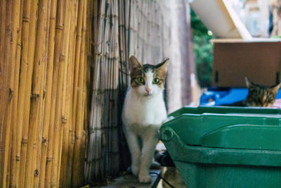 Portrait of a cat sitting on floor