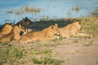 Lioness resting at waterhole in forest