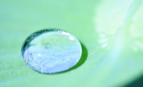 Close-up of green leaves