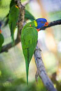 Close-up of parrot perching on tree