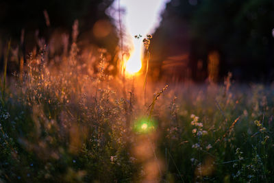 Close-up of flowering plants on field during sunset