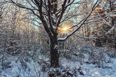 Sunlight streaming through trees on snow covered field