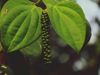 Close-up of leaves