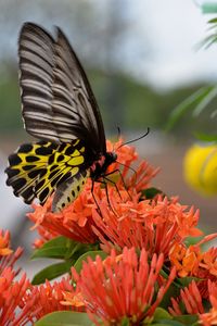 Close-up of butterfly pollinating on flower