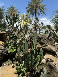 Close-up of cactus plants growing on field