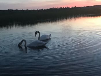 Swans swimming in lake at sunset