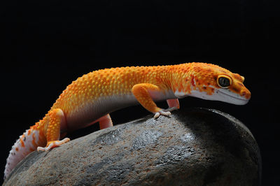 Close-up of lizard