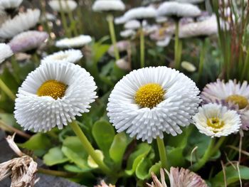 Close-up of white flowers