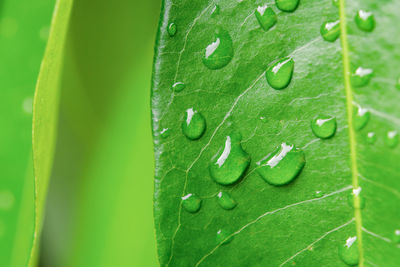 Close-up of wet leaves