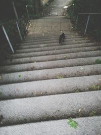 High angle view of cat on stairs