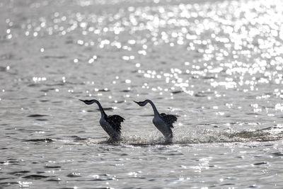 Bird in lake