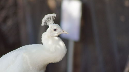 Close-up of bird