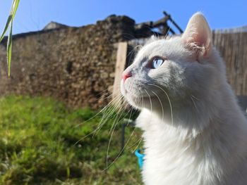 Close-up of a cat looking away