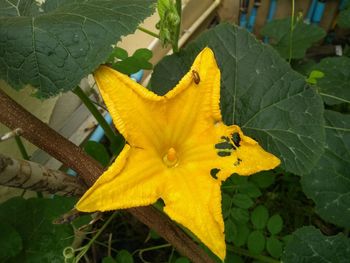 Close-up of yellow flowering plant leaves