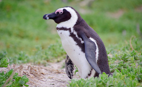 Close up side view of a african penguin 