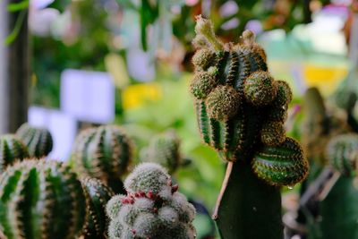 Close-up of succulent plant