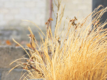 Close-up of wheat growing on field