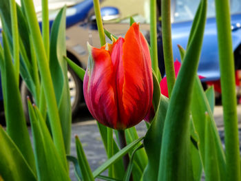 Close-up of red flower