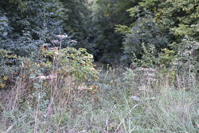 Plants growing on field