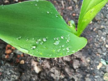 Close-up of raindrops on leaf