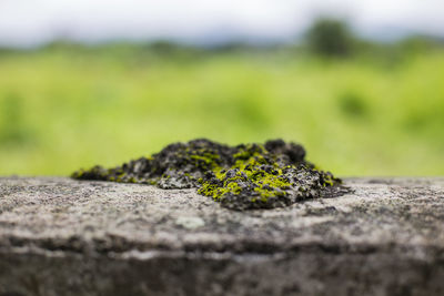 Extreme close up of small moss growing on tree trunk
