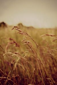 Close-up of stalks in field