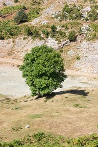 Plants growing on landscape