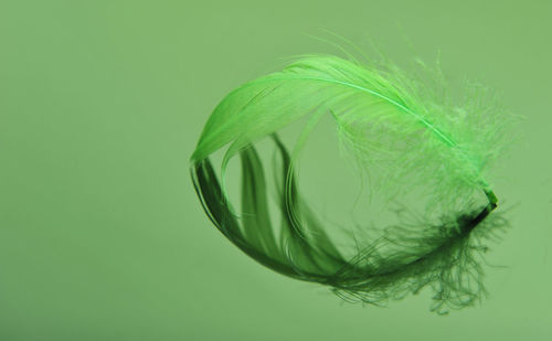 Close-up of green leaf