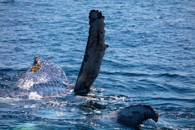 Humpback whale swimming in sea