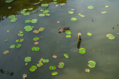 High angle view of leaves in lake