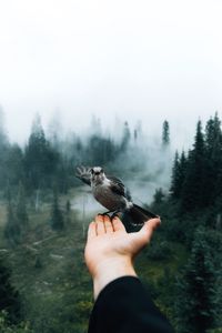 Cropped hand holding bird against sky in forest during foggy weather