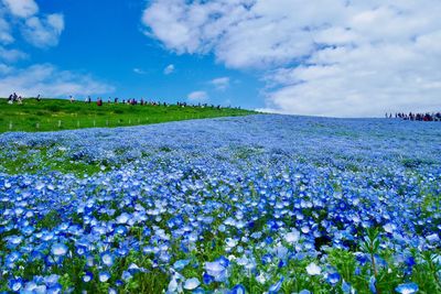 Purple flowering plants on land against blue sky