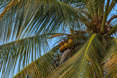 Low angle view full frame of coconut palm tree and fronds