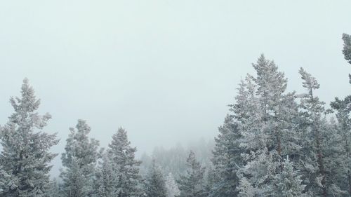 Snow covered pine trees in forest against sky