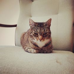 Portrait of cat relaxing on chair