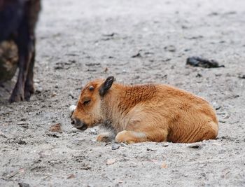 Calf lying on ground