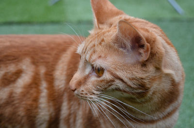 Close-up of ginger cat