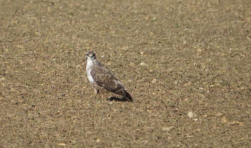 High angle view of bird on land